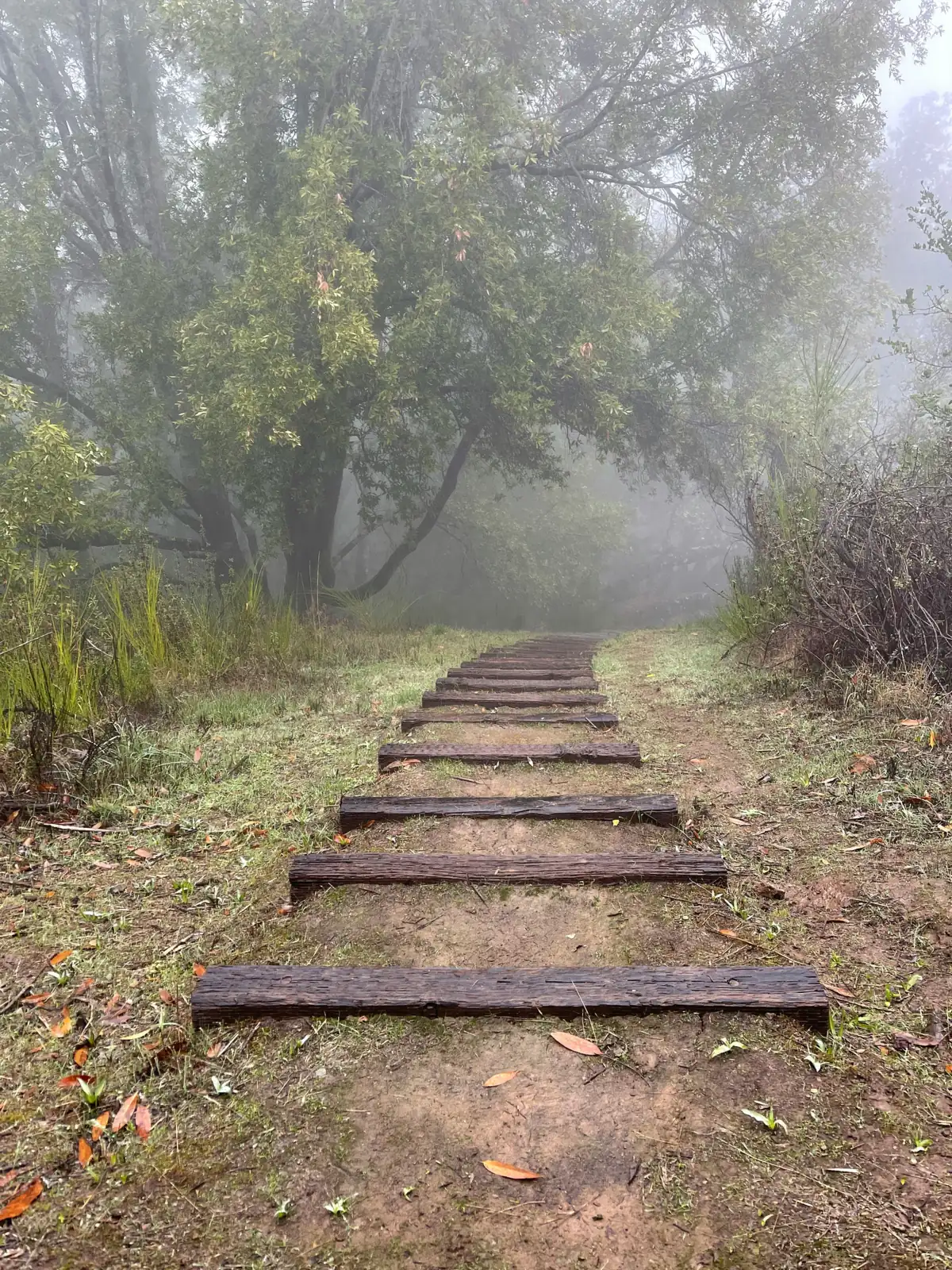 Ein Pfad aus Holzstufen, der in den Nebel führt